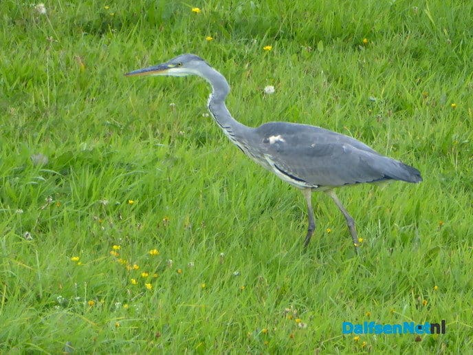 Reiger op jacht - Foto: Ingezonden foto