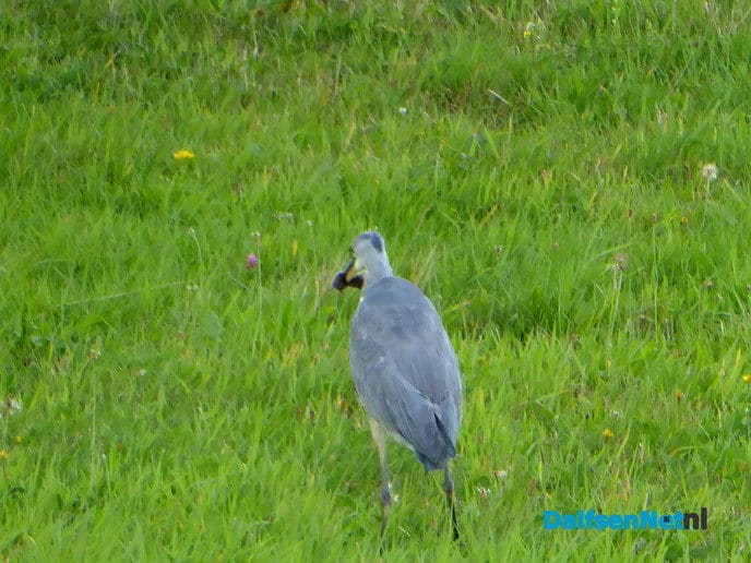 Reiger op jacht - Foto: Ingezonden foto