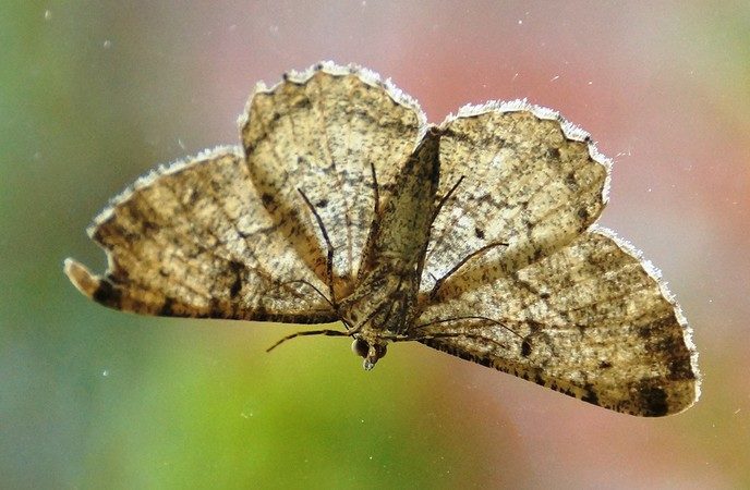 Vlinder mist een stukje - Foto: Eigen geleverde foto