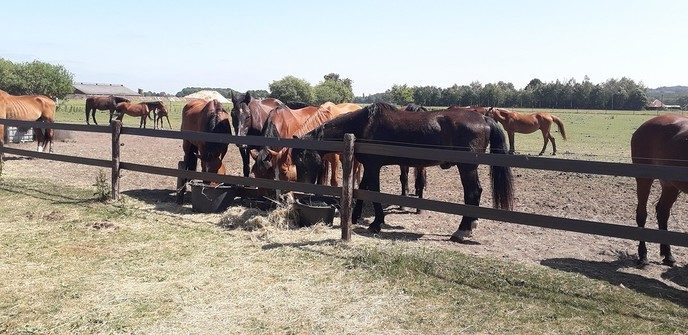 `t Olde Manegepeerd ook op de zondag open - Foto: Eigen geleverde foto