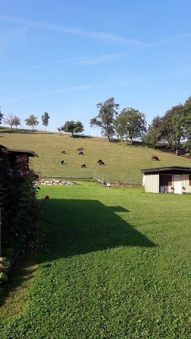 Muziek maken an der Donau - Foto: Eigen geleverde foto