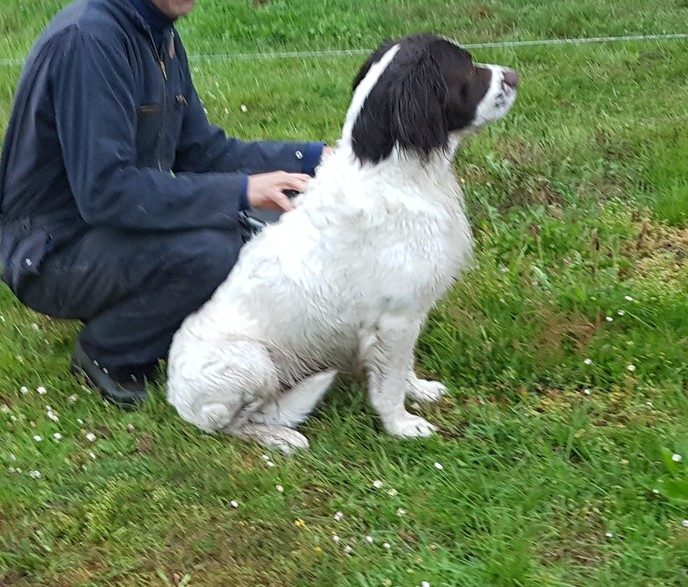 Wie is zijn hond kwijt? - Foto: Gruune Jopie