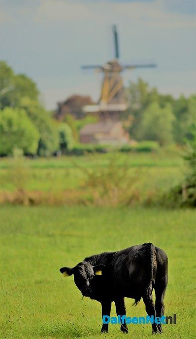 Zo maar - Foto: Ben Jonkman