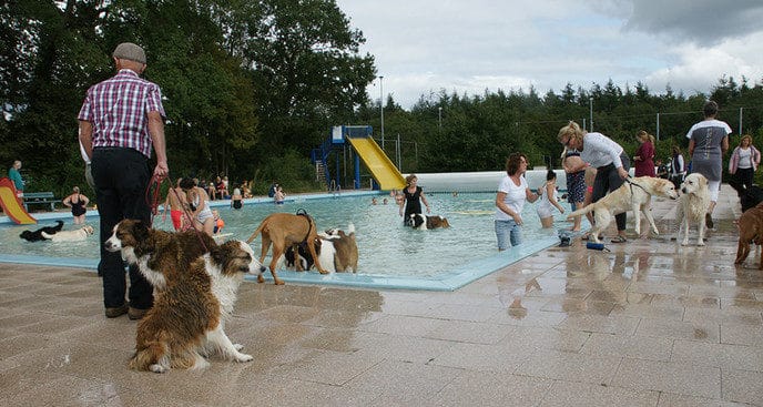 “Hondenzwemmen” succes - Foto: Paul Scholten