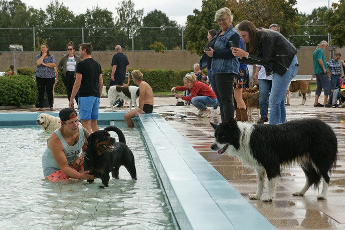 “Hondenzwemmen” succes - Foto: Paul Scholten