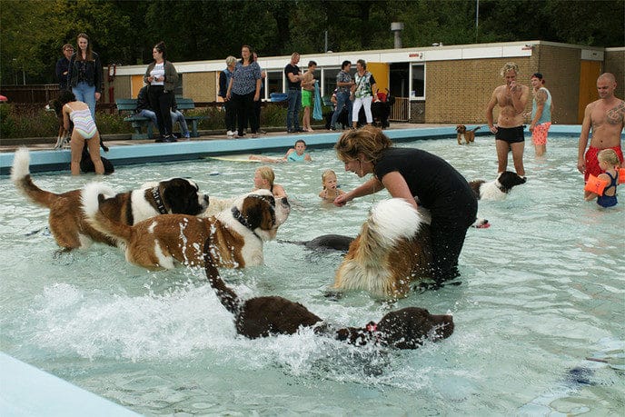 “Hondenzwemmen” succes - Foto: Paul Scholten