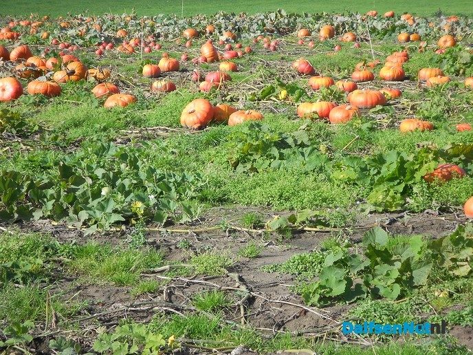 Pompoen, gewoon vers van het land