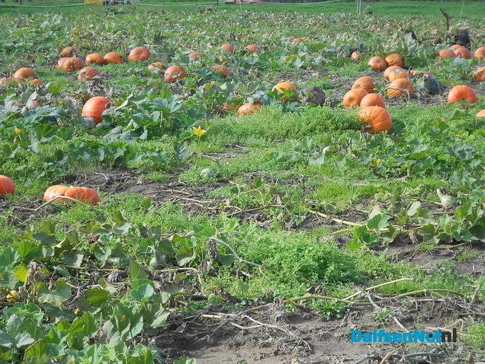 Pompoen, gewoon vers van het land