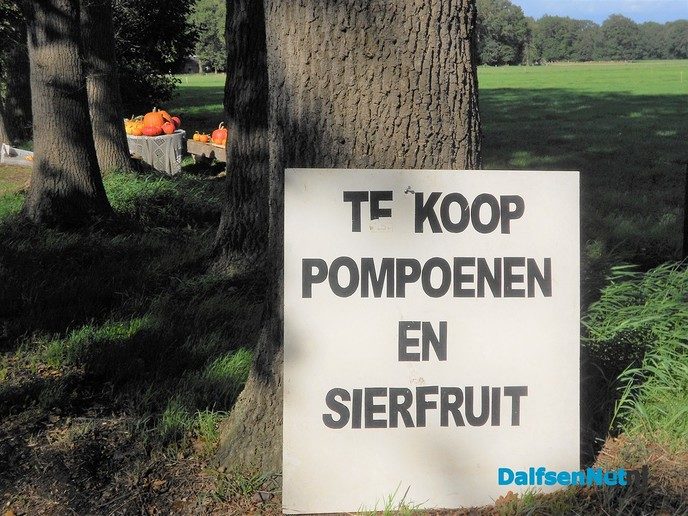 Pompoen, gewoon vers van het land