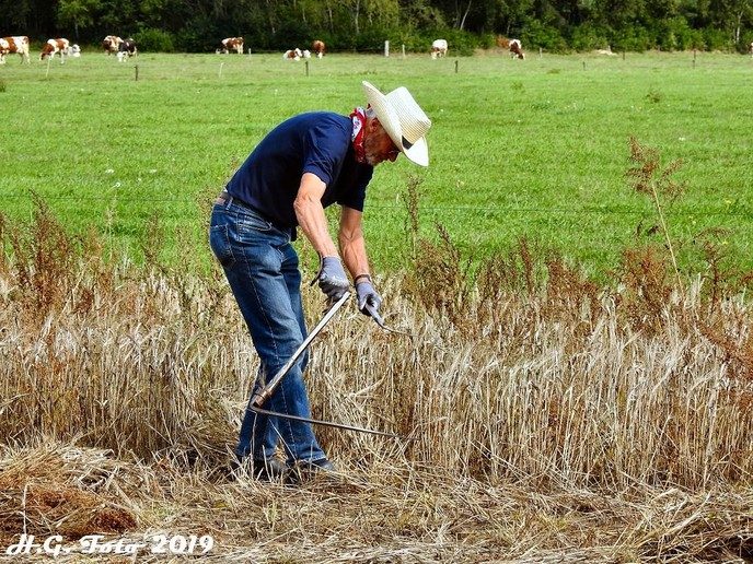 Oogstdag de Spokkeriete