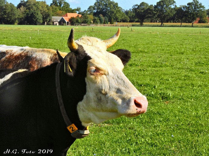 Proef Dalfsen in de regio Oudleusen zeer geslaagd.
