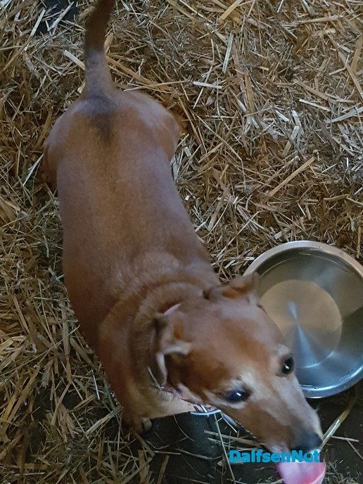 Gevonden hondje (maar is weer terug bij eigenaar) - Foto: Ingezonden foto