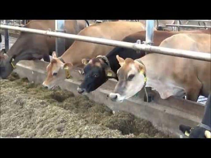 Proef Dalfsen 2019 rondje Oudleusen / Ankum (Video)