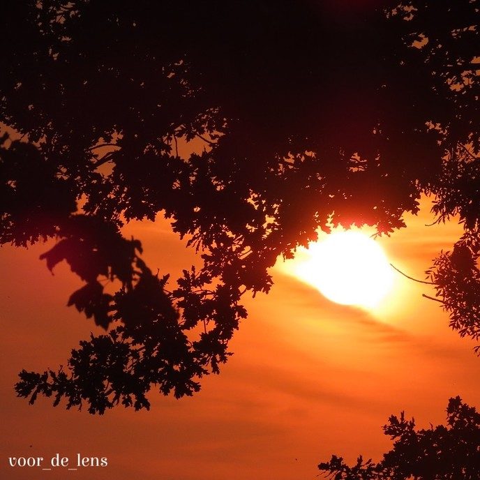 Dit kwam voor de lens - Foto: Eigen geleverde foto