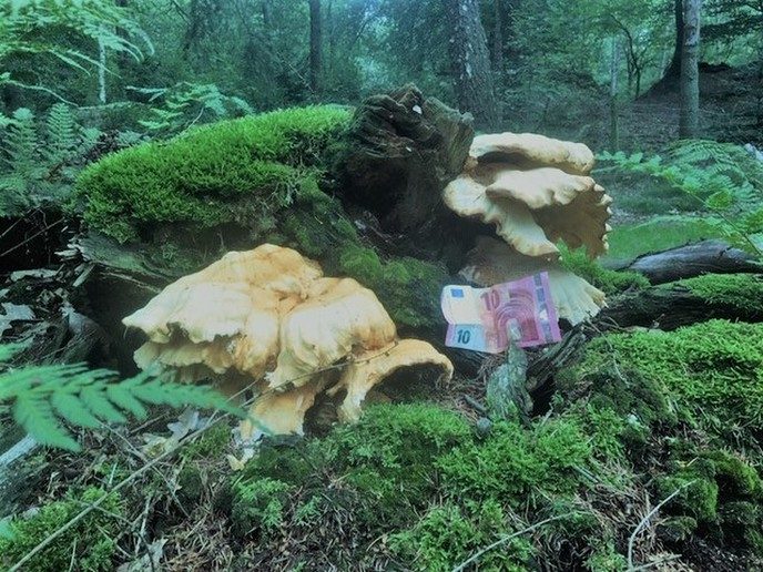 Paddenstoel  in perspectief - Foto: Ingezonden foto
