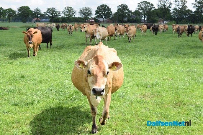 14 september: Open dag Jerseyboerderij Oegema - Foto: Ingezonden foto