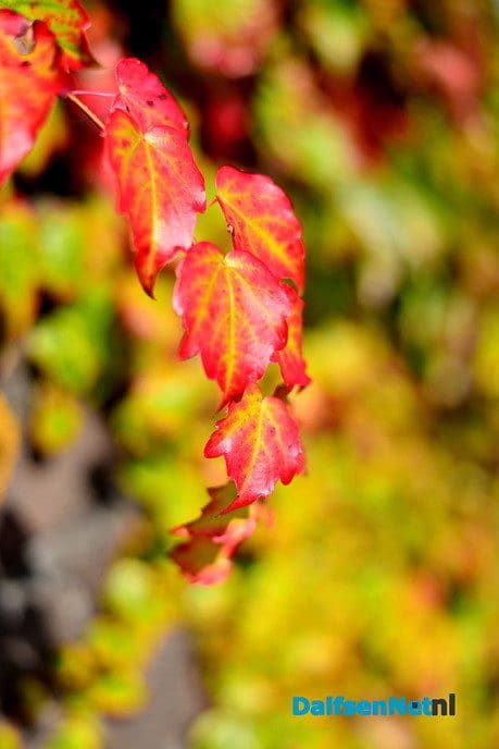 Zomer voorbij en kleurrijke herfst in aantocht - Foto: Ben Jonkman