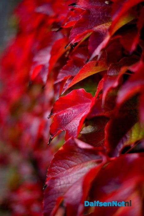 Zomer voorbij en kleurrijke herfst in aantocht - Foto: Ben Jonkman