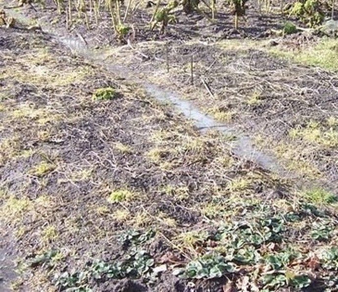 Eerst de das, toen de wolf en nu ook nog de reuzehaas