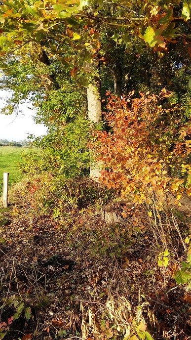 Herfst in De Mataram - Foto: Eigen geleverde foto