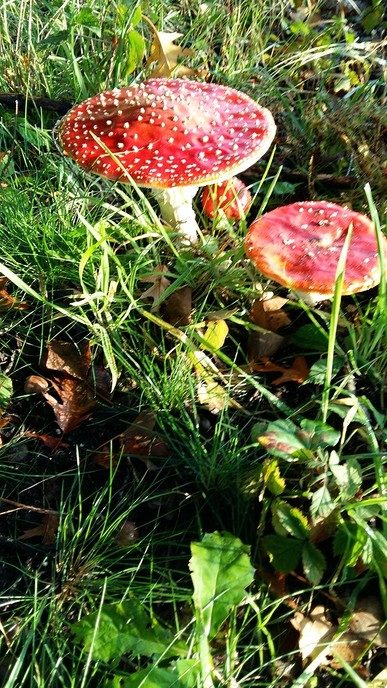 Herfst in De Mataram - Foto: Eigen geleverde foto