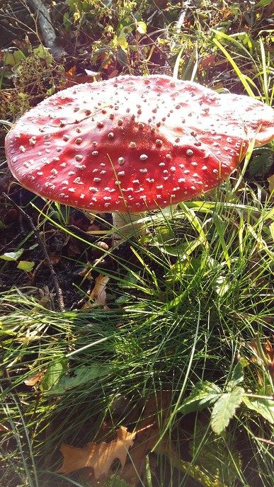 Herfst in De Mataram - Foto: Eigen geleverde foto