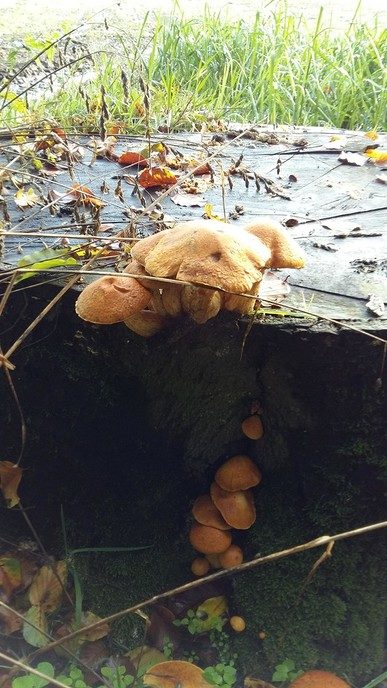 Herfst in De Mataram - Foto: Eigen geleverde foto