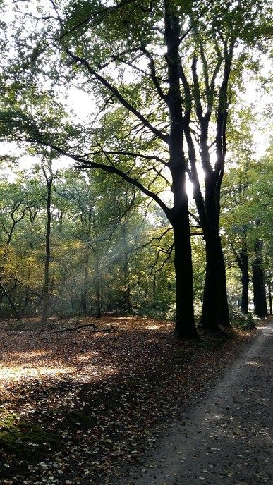 Herfst in De Mataram - Foto: Eigen geleverde foto