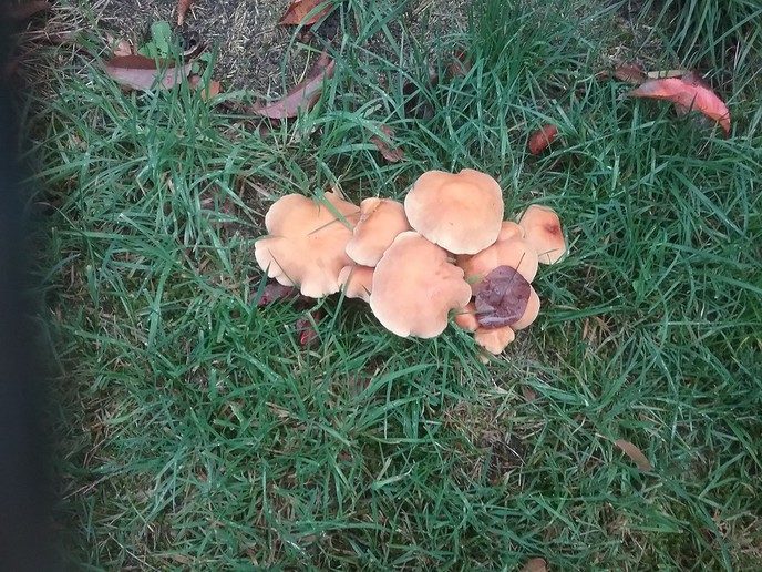 Ingezonden herfstfoto’s - Foto: Ingezonden foto