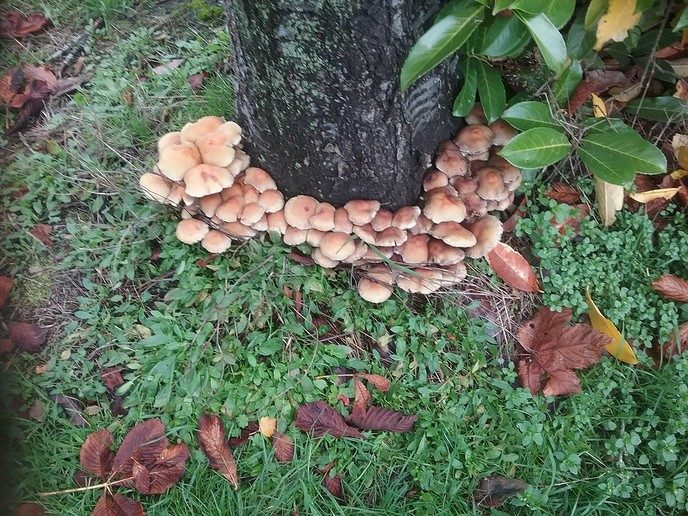 Ingezonden herfstfoto’s - Foto: Ingezonden foto