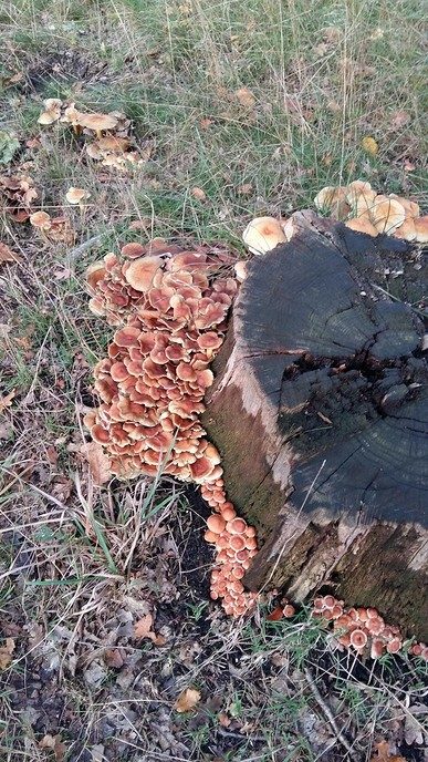 De herfst blijft prachtig, ook op Den Aalshorst - Foto: Ingezonden foto