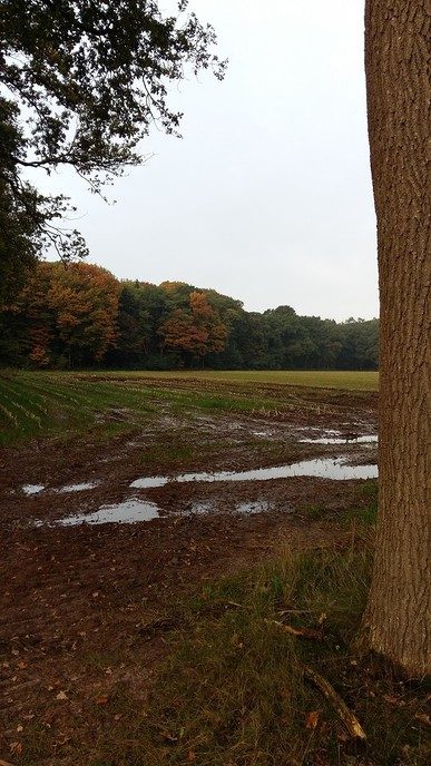 De herfst blijft prachtig, ook op Den Aalshorst - Foto: Ingezonden foto