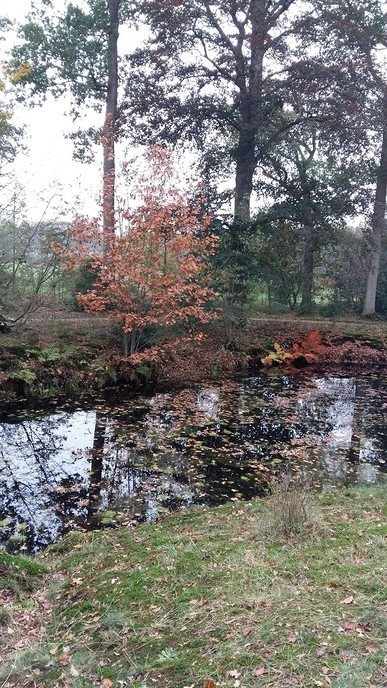 De herfst blijft prachtig, ook op Den Aalshorst - Foto: Ingezonden foto