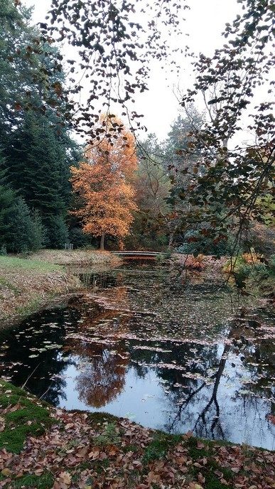 De herfst blijft prachtig, ook op Den Aalshorst - Foto: Ingezonden foto