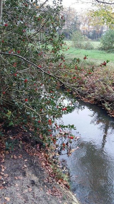 De herfst blijft prachtig, ook op Den Aalshorst - Foto: Ingezonden foto