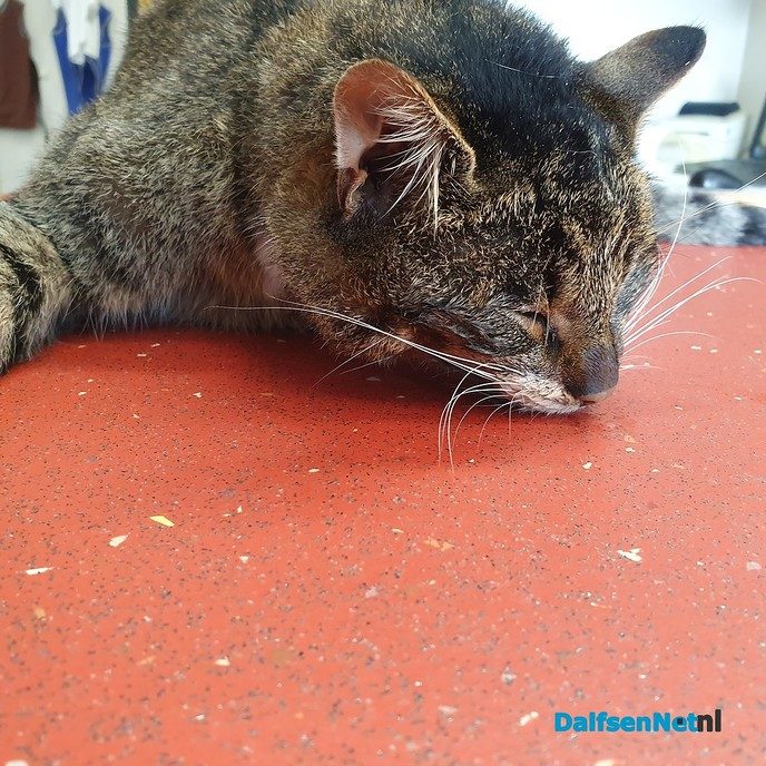 Kater (dood) gevonden - Foto: Ingezonden foto