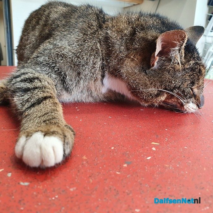 Kater (dood) gevonden - Foto: Ingezonden foto