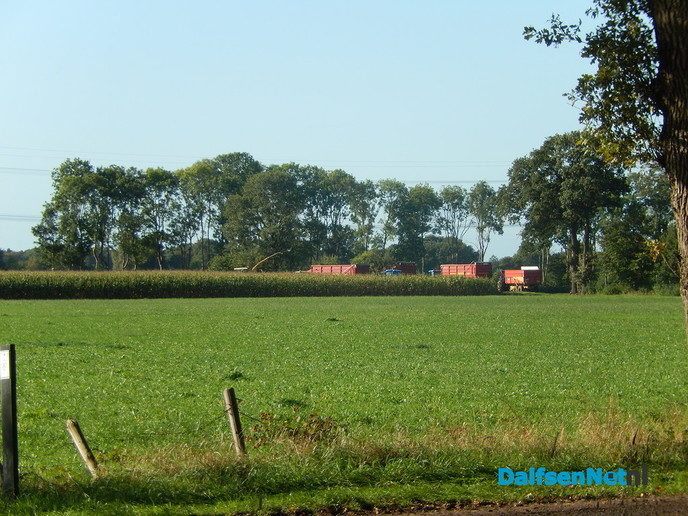 Mais oogsten is nu zwaar werk