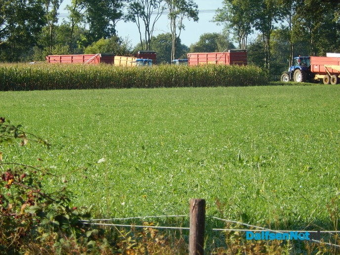 Mais oogsten is nu zwaar werk