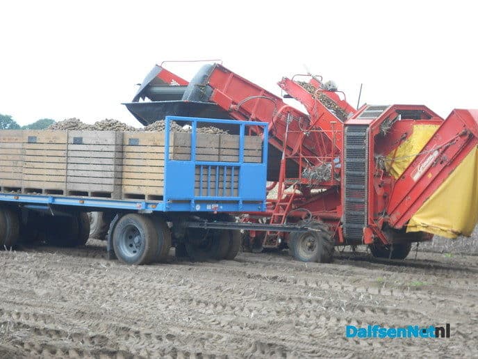 Aardappels rooien