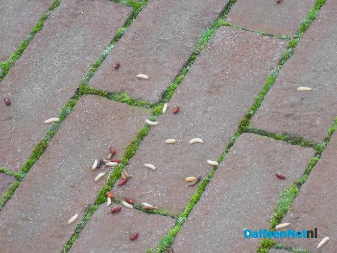 De vissen wilden niks vandaag