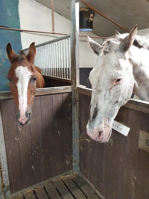 Een knuffel van een paarden hoofd - Foto: Ingezonden foto