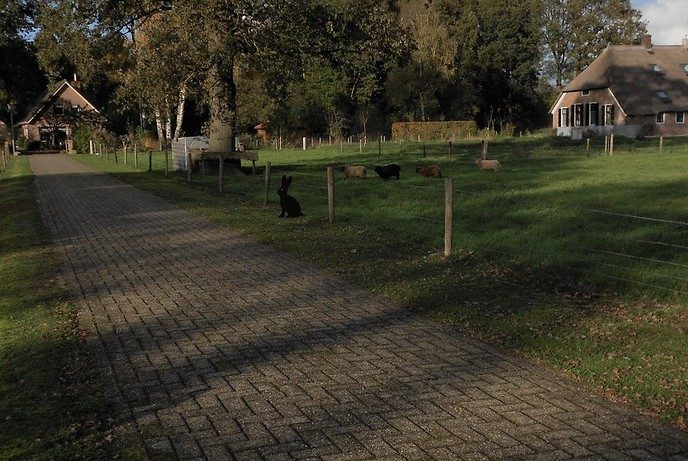 Eerst de das, toen de wolf en nu ook nog de reuzehaas - Foto: Eigen geleverde foto