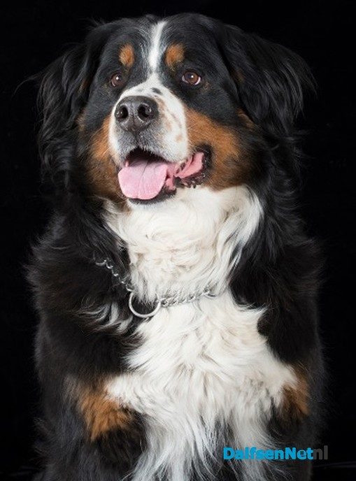 Gratis foto van je huisdier bij Welkoop - Foto: Ingezonden foto