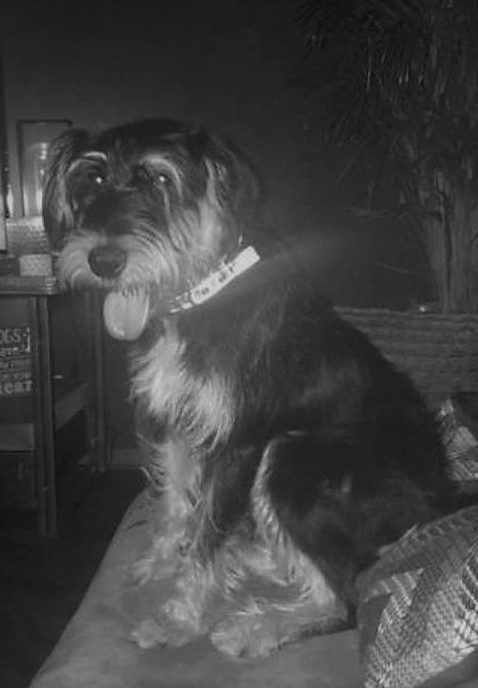 Onze hond Yaris was er van tussen, maar nu weer terug - Foto: Eigen geleverde foto