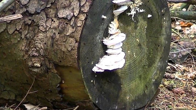 Paddenstoelen in Oktober