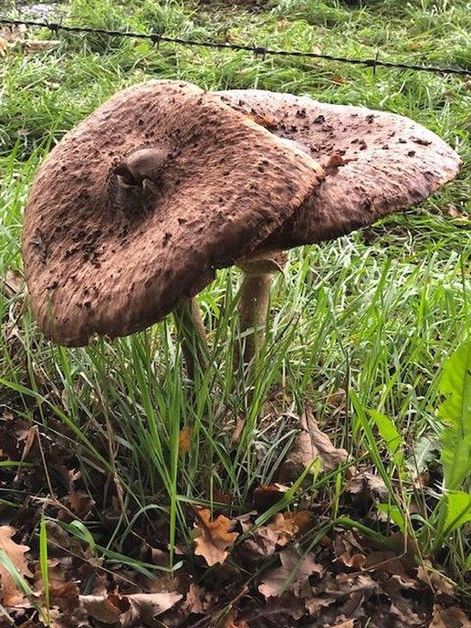 Ingezonden herfstfoto’s - Foto: Ingezonden foto
