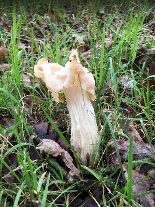 Paddenstoelen - Foto: Eigen geleverde foto