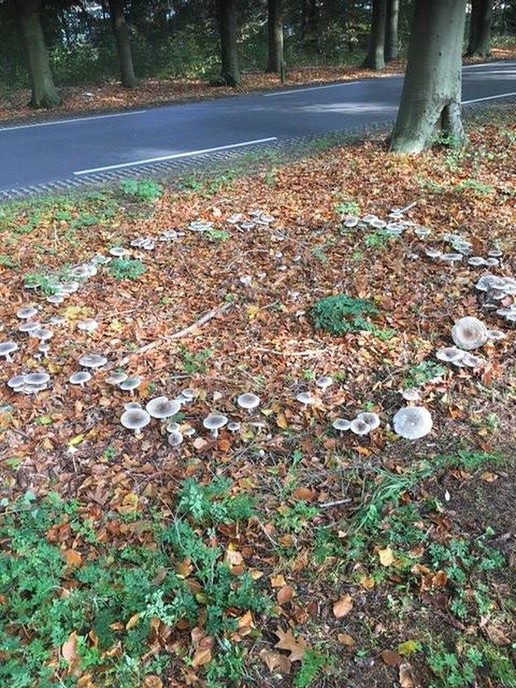 Heksenkring - Foto: Ingezonden foto