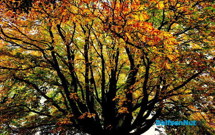 De herfstkleuren zijn er weer - Foto: Ben Jonkman